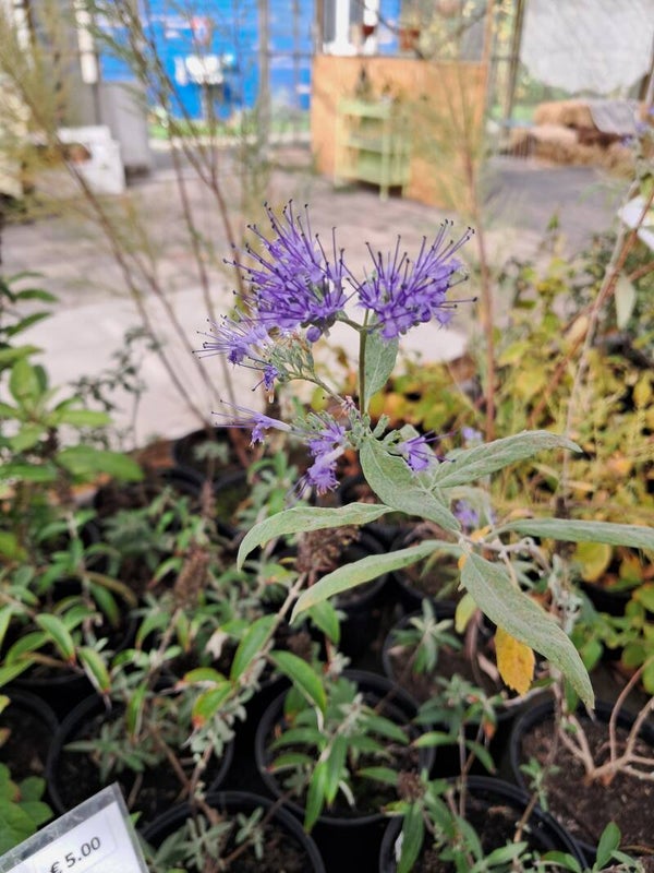 Caryopteris cladonensis 'Heavenly Blue'