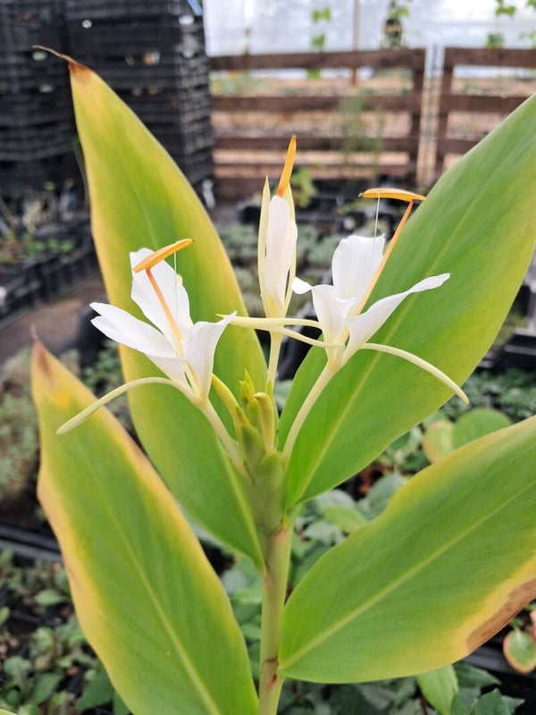Hedychium Yunnnanense