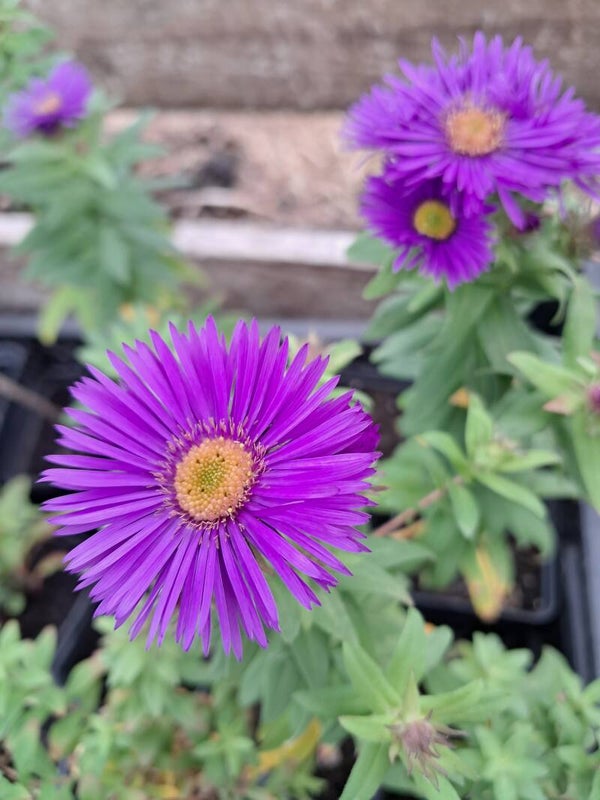 Aster novi-belgii 'Anton Kippenberg'