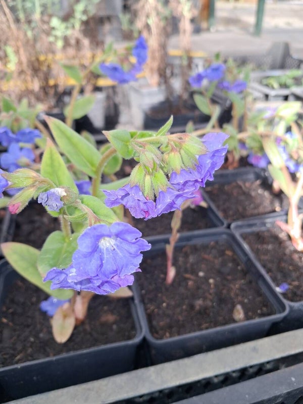 Pulmonaria angustifolia 'Blue Ensign'