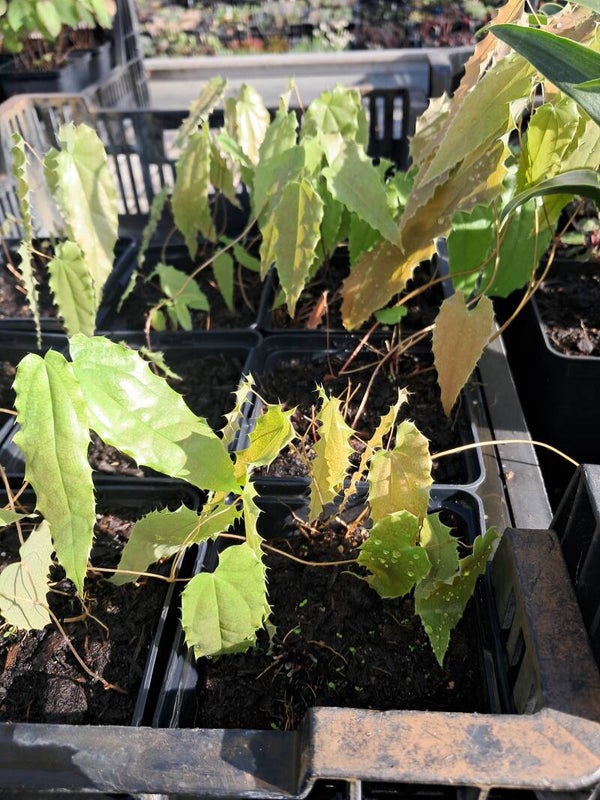 Epimedium 'Spine Tingler'