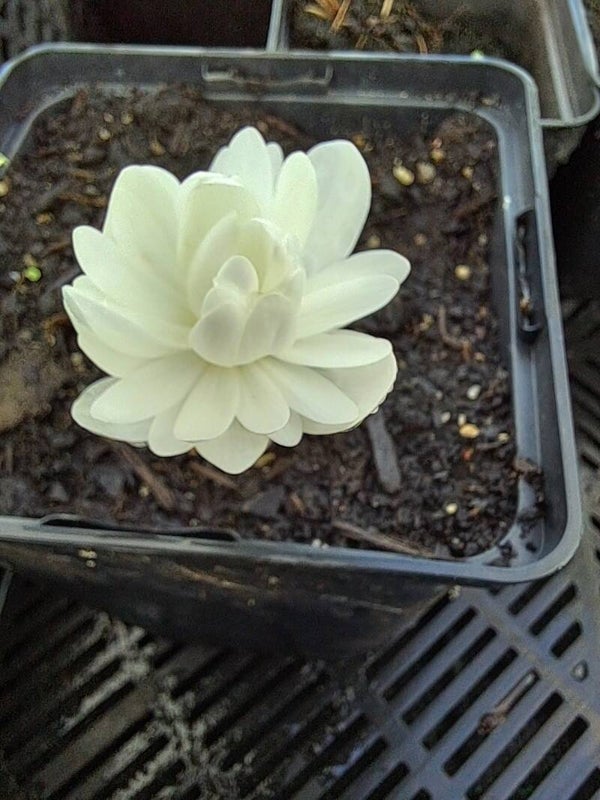 Sanguinaria Canadensis 'Multiplex'