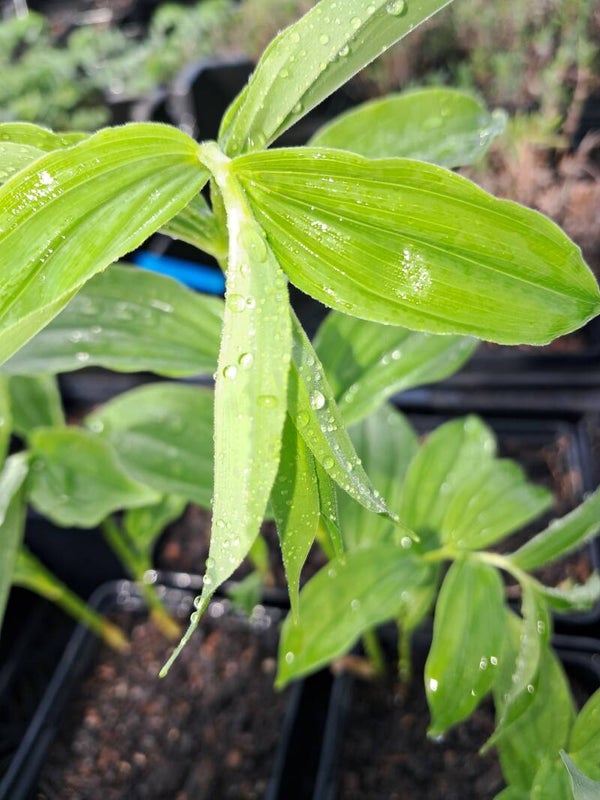 Disporum megalanthum