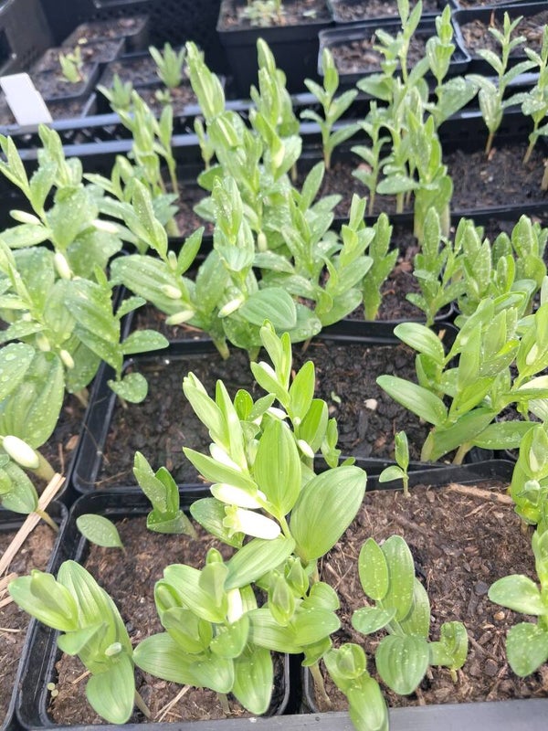 Polygonatum humile