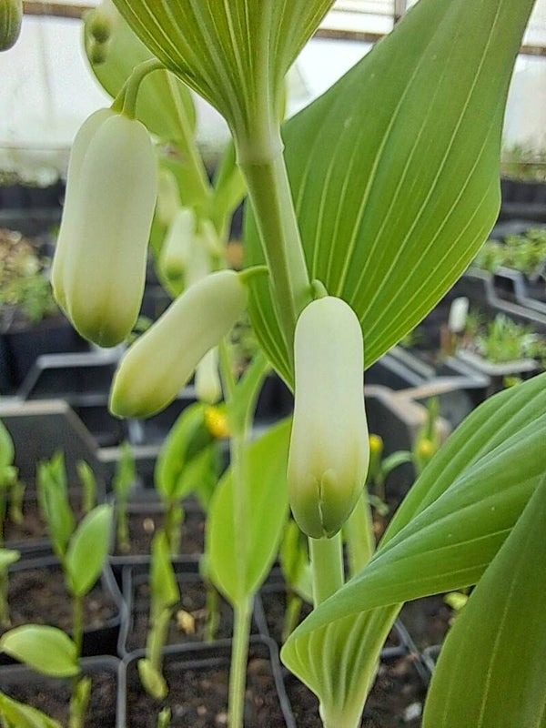 Polygonatum verticillatum