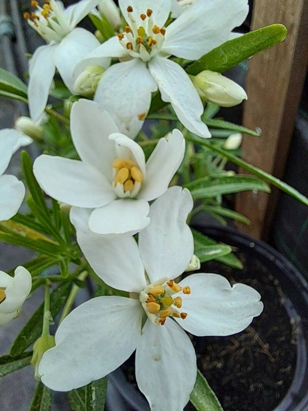 Choisya ternata 'Aztec Pearl'