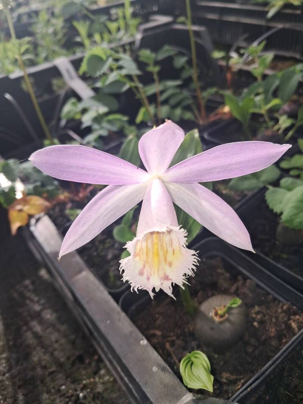 Pleione Formosana