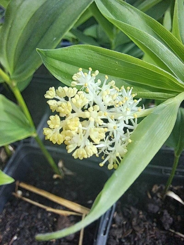 Smilancia Racemosa