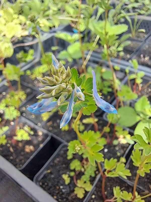Corydalis elata 'Blue Summit'