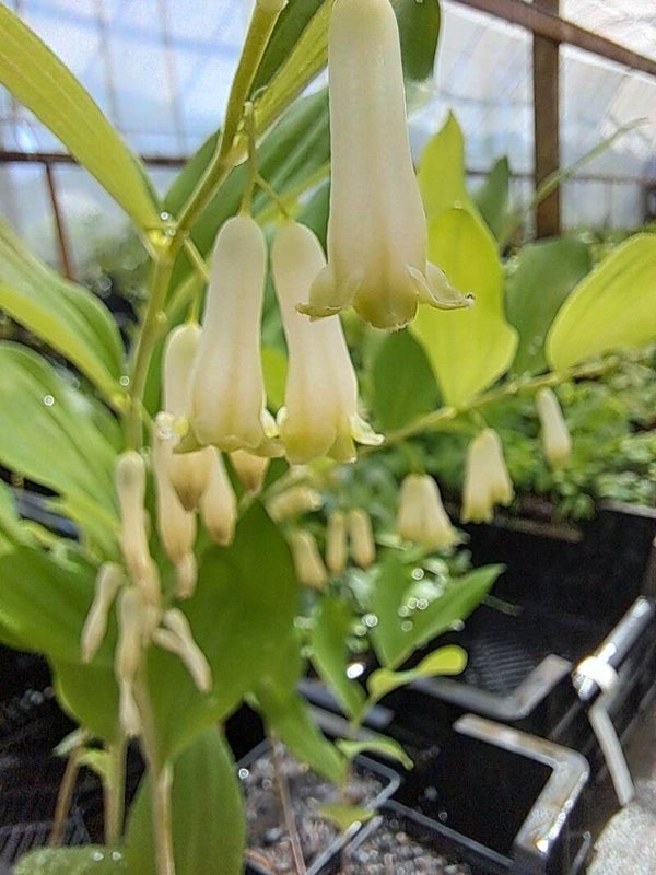 Disporopsis pernyi