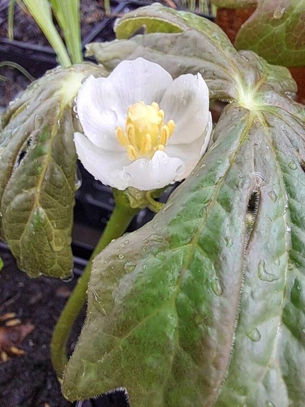 Podophyllum peltatum