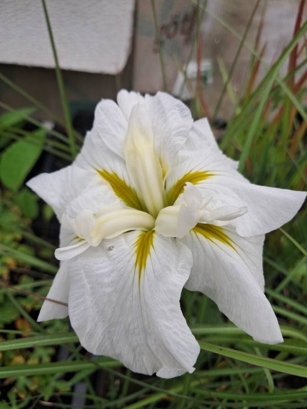 Iris ensata 'White Ladies'