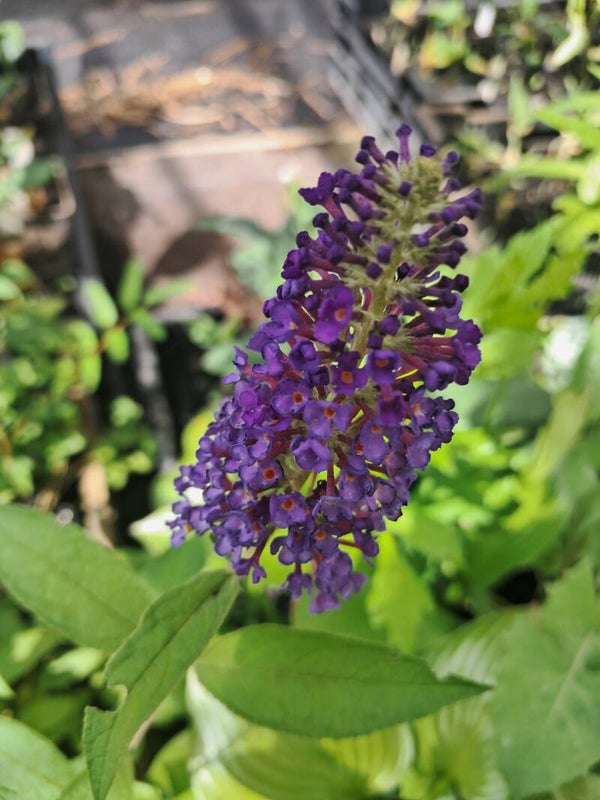 Buddleja davidii 'Empire Blue'