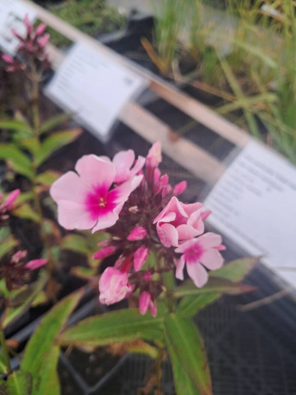 Phlox paniculata 'Bright Eyes'