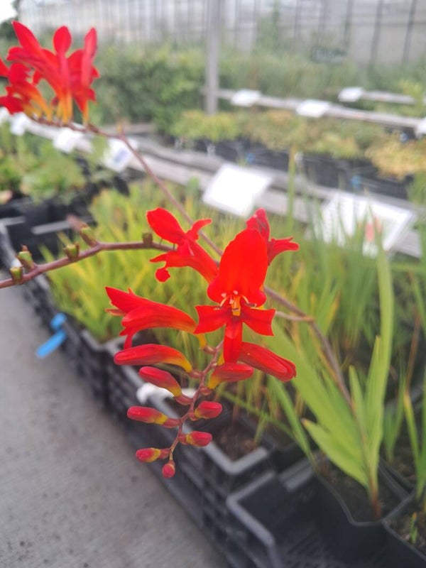 Crocosmia 'Red King'