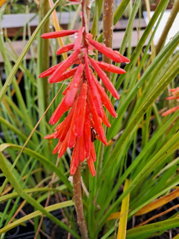 Kniphofia 'Nancy Red'