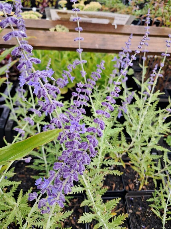 Perovskia atriplicifolia 'Blue Spire'