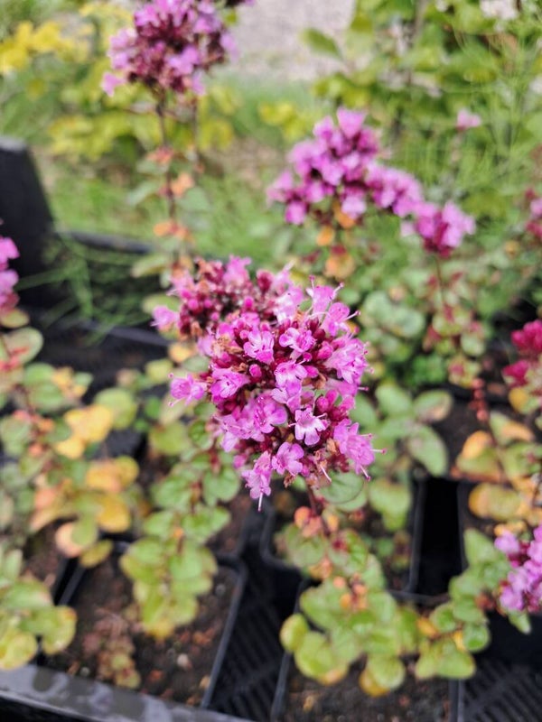 Origanum laevigatum 'Herrenhausen'
