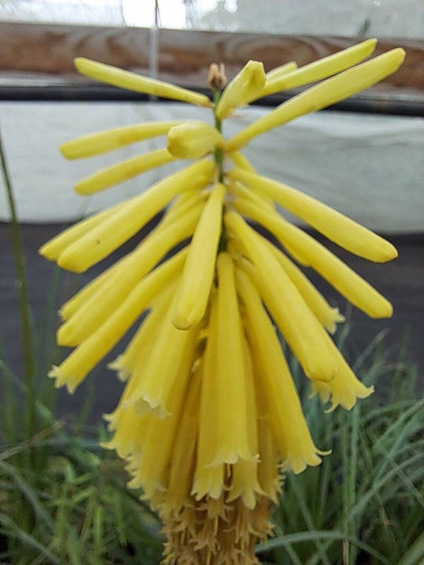 Kniphofia 'Bees Lemon'