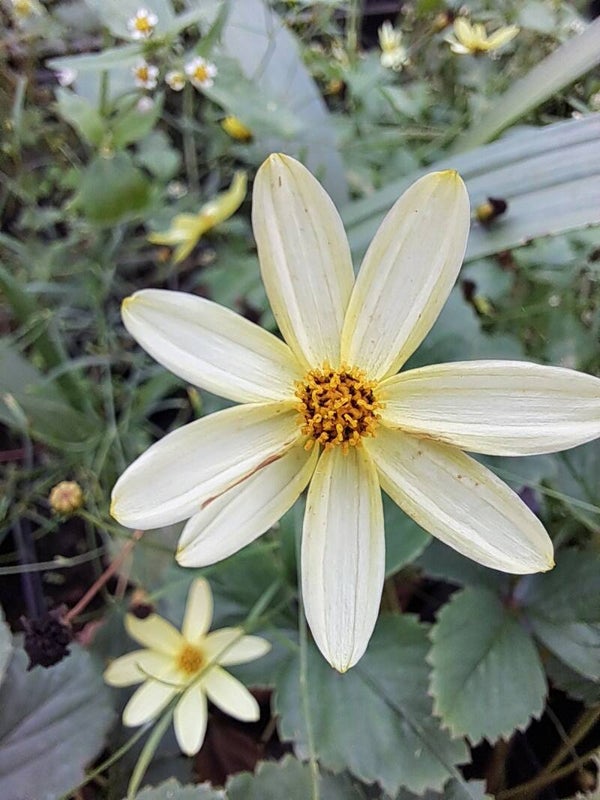 Coreopsis verticilatta 'Moonbeam'