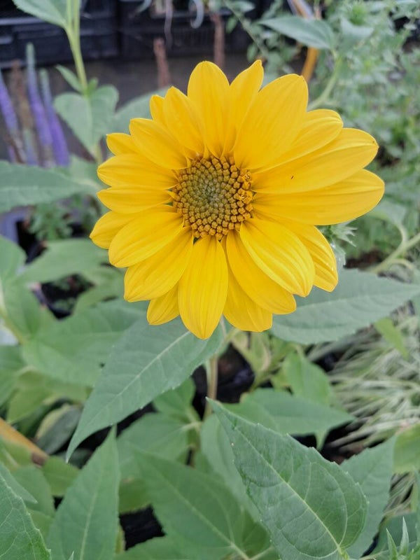 Helianthus 'Flying Saucers'