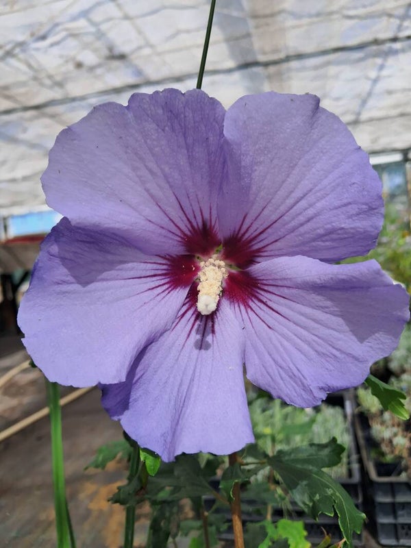 Hibiscus syriacus 'Oiseau Bleu'