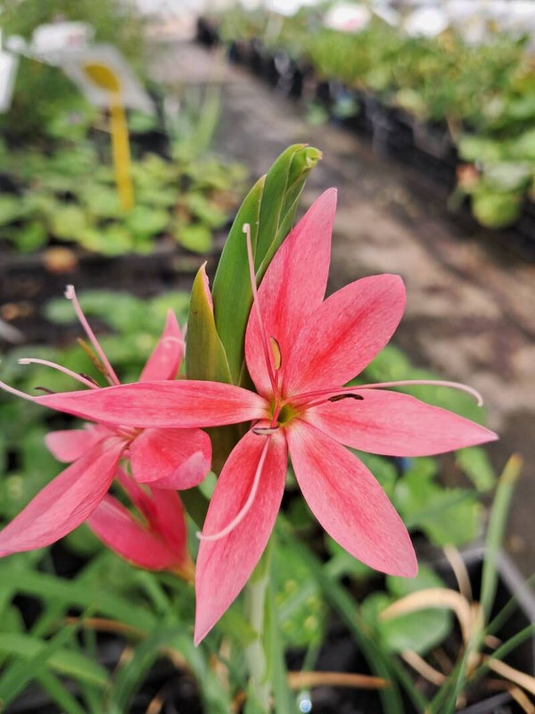 Hesperantha coccinea