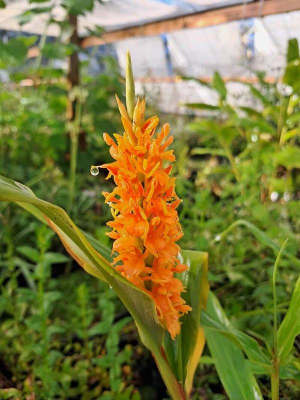 Hedychium densiflorum 'Assam Orange'