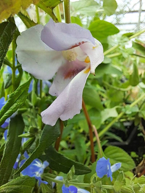 Impatiens arguta
