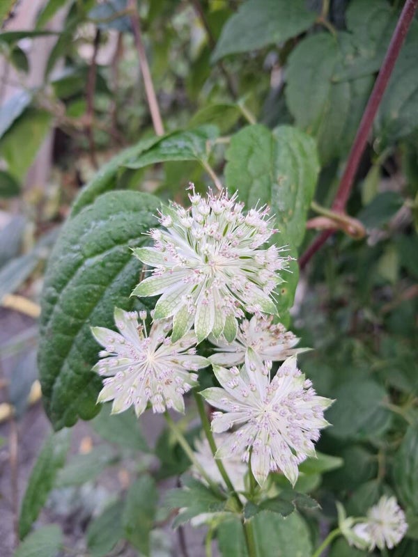 Astrantia major 'Buckland'