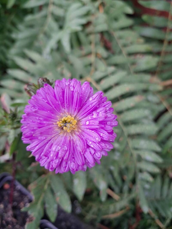 Aster novi-belgii 'Winston Churchill'
