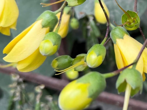 Kirengeshoma palmata