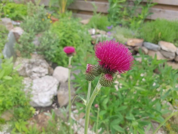Cirsium rivulare 'Atropurpureum'