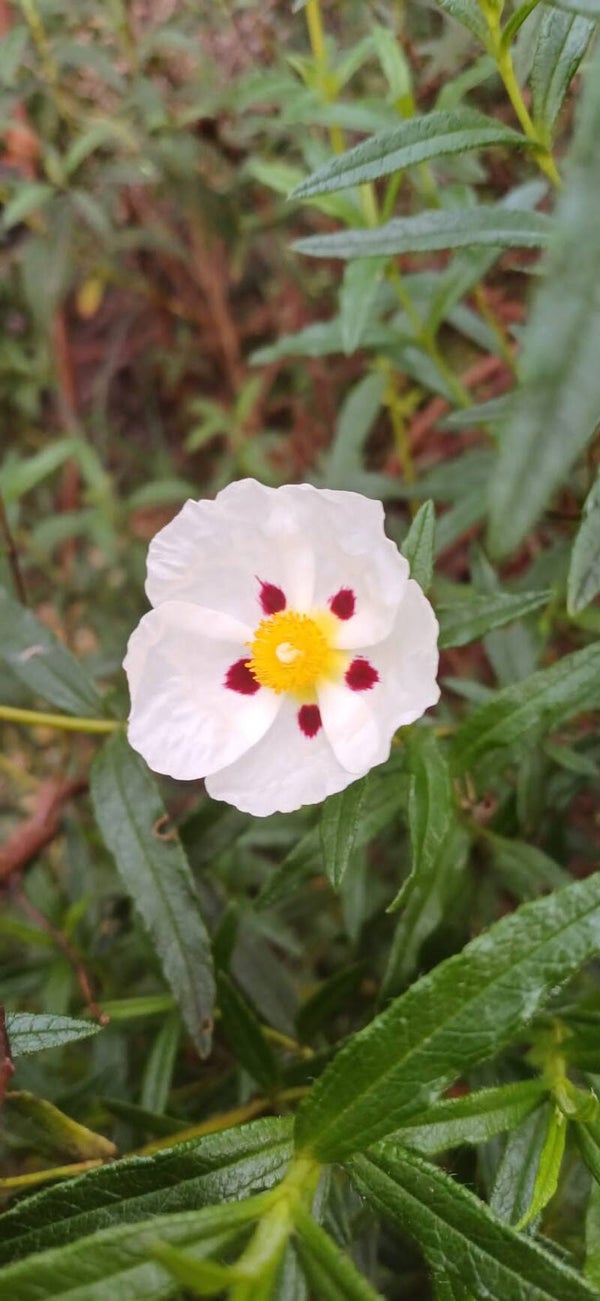 Cistus dansereaui 'Jenkyn Place'