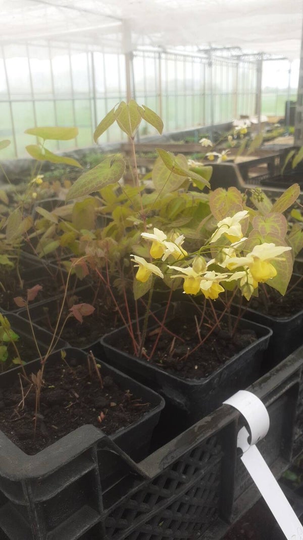 Epimedium elongatum
