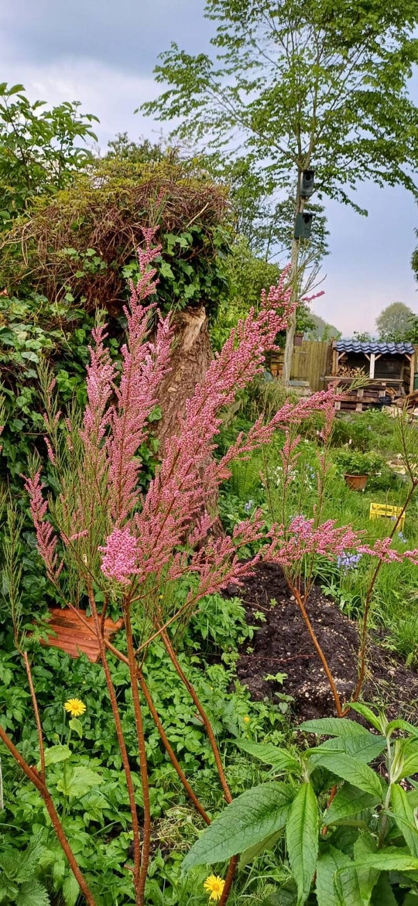 Tamarix ramosissima 'Pink Cascade'