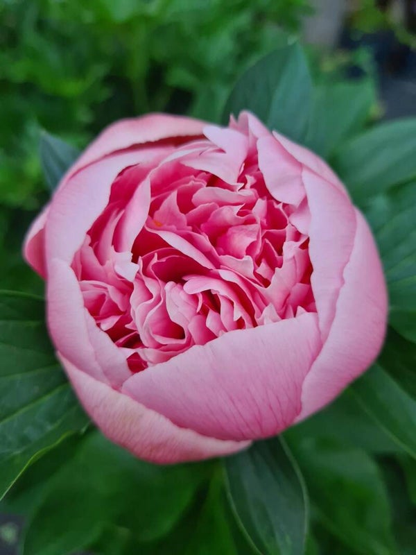 Paeonia lactiflora 'Edge Salmon'