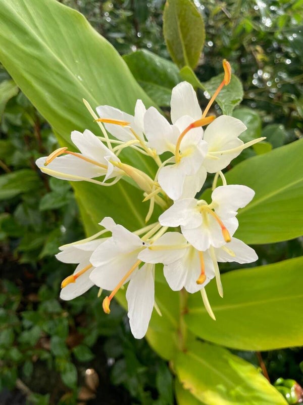 Hedychium 'Corelli'