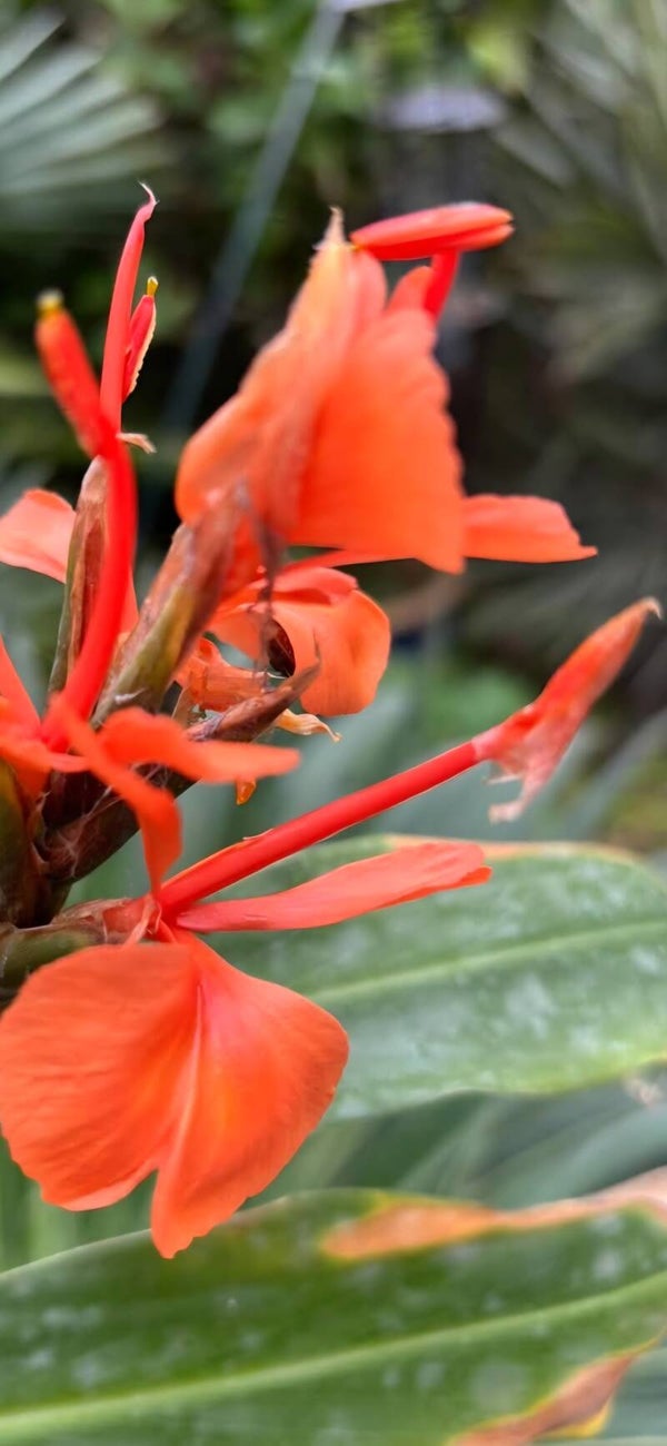 Hedychium 'Rubrum'