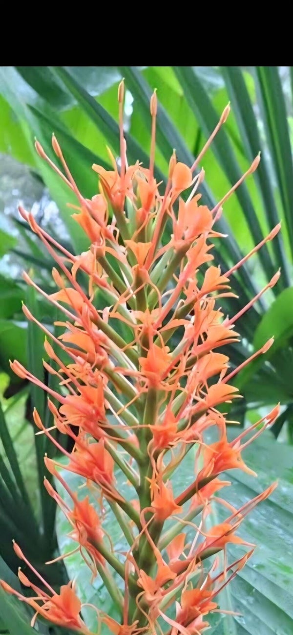 Hedychium coccineum 'Aurantiacum'