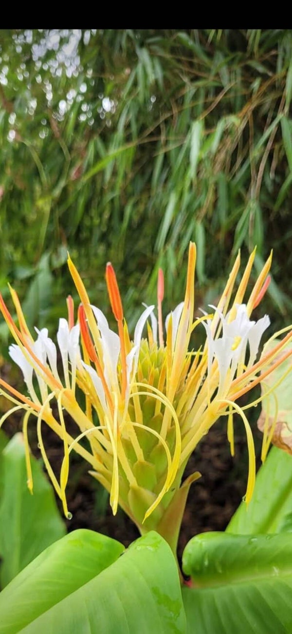 Hedychium ellipticum