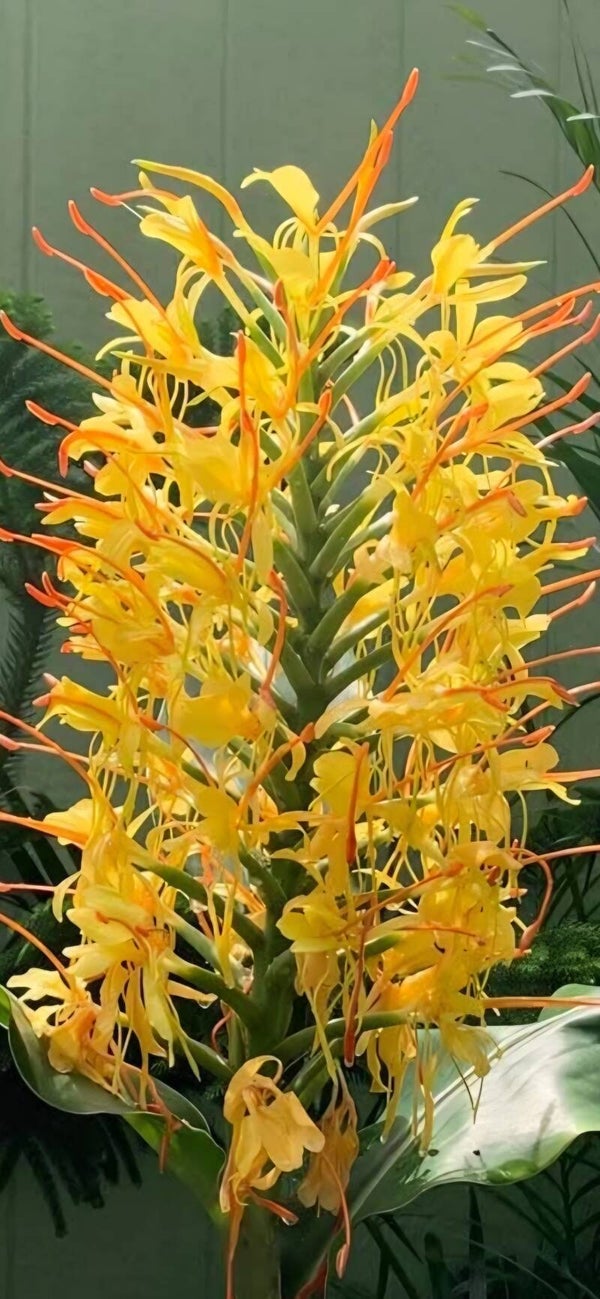 Hedychium ' Golden Butterfly'