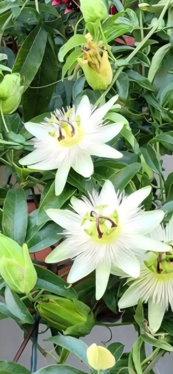 Passiflora caerulea 'Constance Elliot'