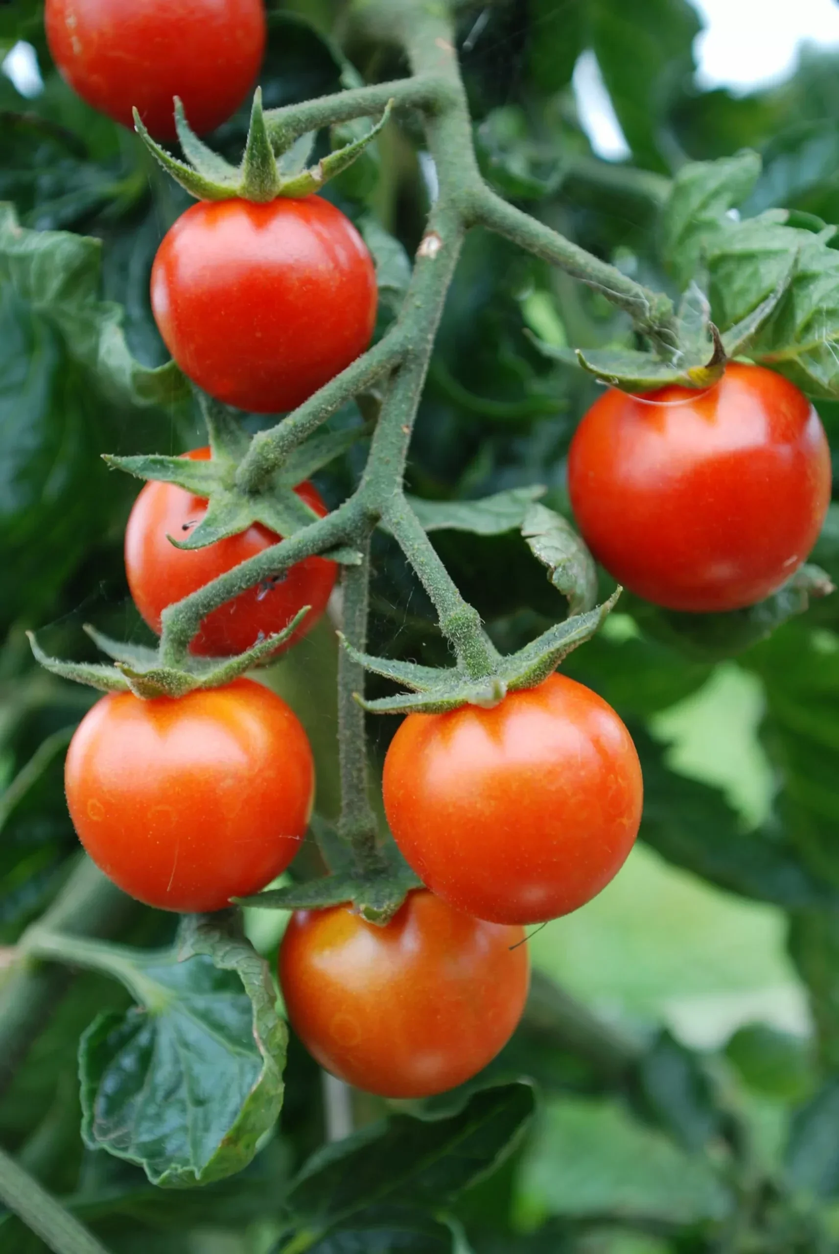 Tomatoes