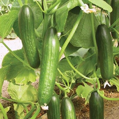 Cucumbers