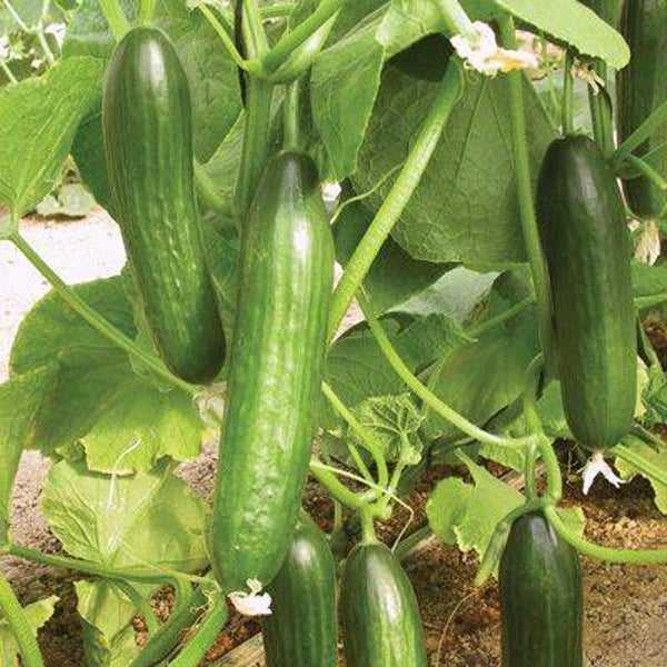 Cucumbers