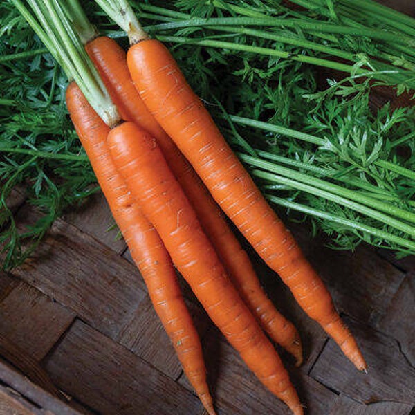 Early carrots