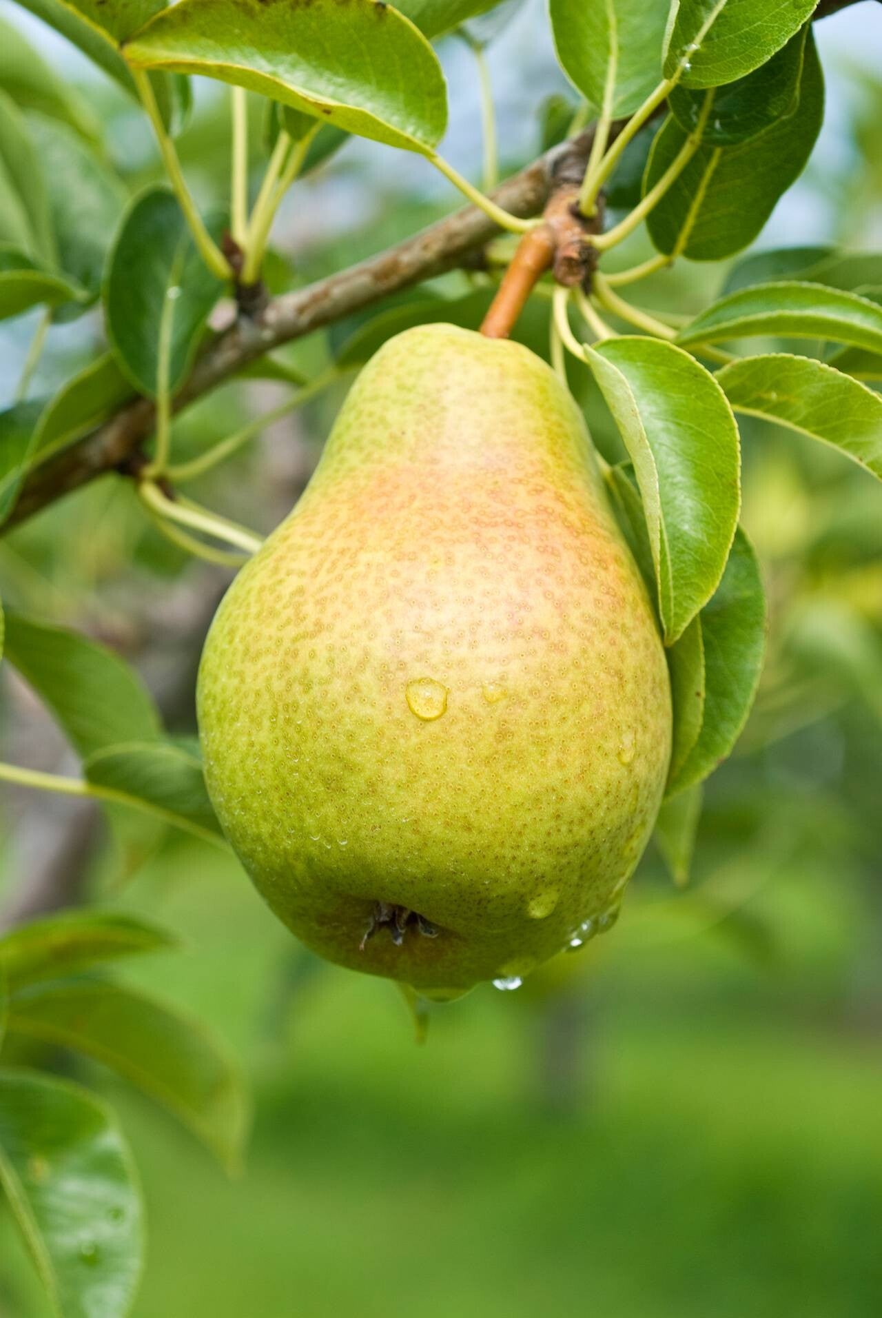 Pears