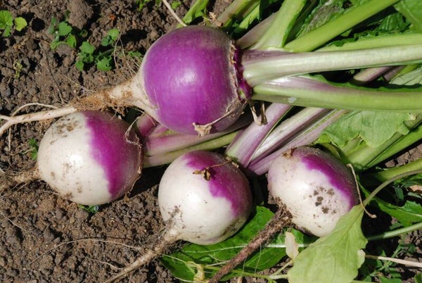 Turnips