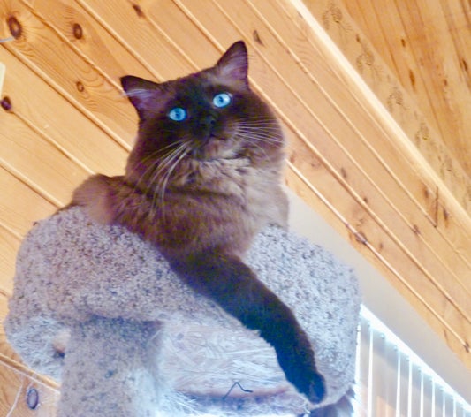 Angelkissed ragdolls hotsell